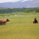 Illustration for article titled Please Enjoy This Gallery Of Amazing Bear Photos